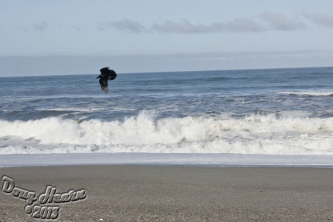N Cali Beach & Bird 20130308 - 5142 copy